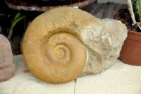 Ammonite
